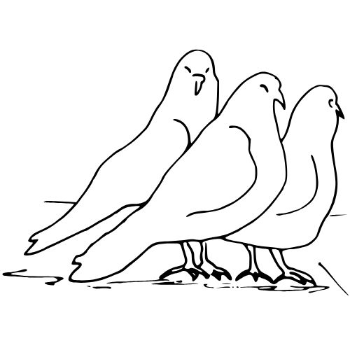 ARGE-Stadttauben-Salzburg